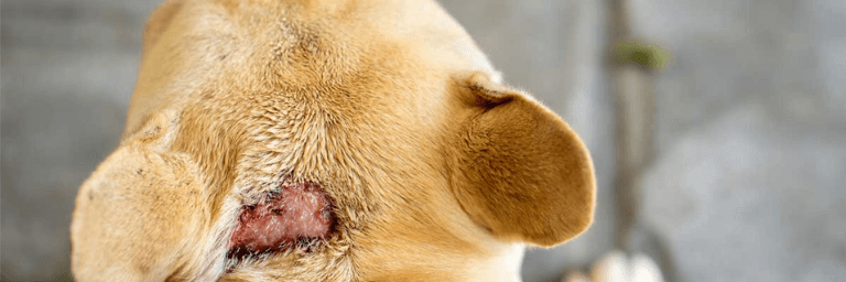 Dermatite canina: la dieta ad eliminazione