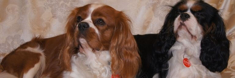 Cavalier King Charles Spaniel: temperamento, carattere, alimentazione e cuccioli