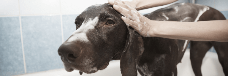 Corretta igiene del cane