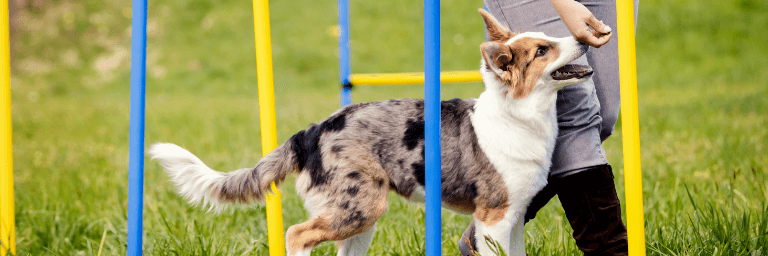 Addestramento per cani: quali sono gli snack o premietti ideali?
