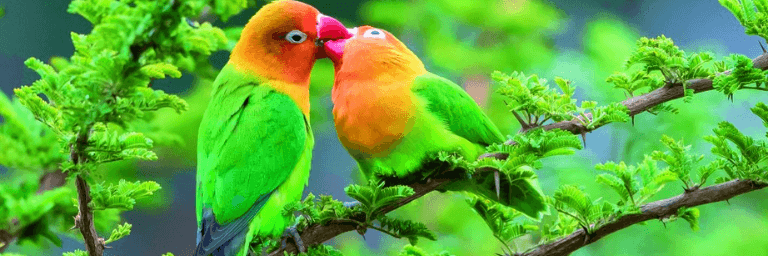 I pappagalli Inseparabili e il legame d'amore