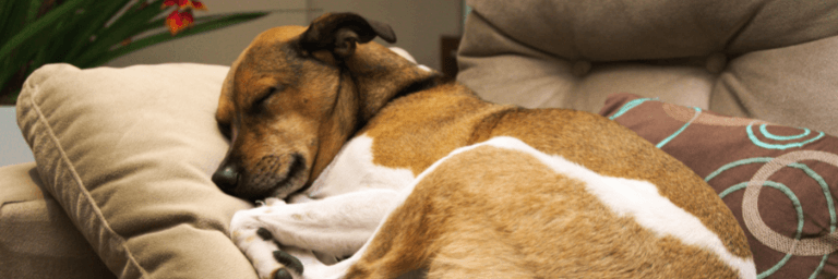 L'artrosi nel cane e le cure