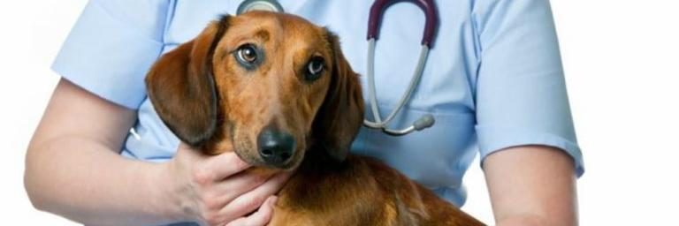 Parvovirosi: malattia infettiva nei cuccioli
