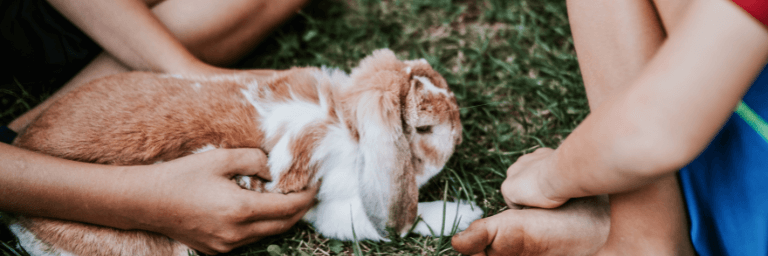 Cosa sapere per prendersi cura di un coniglio?
