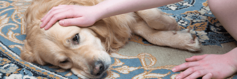 Le crisi epilettiche nel cane: cure e rimedi
