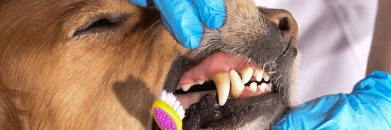 cane e gatto prevenzione dentale 