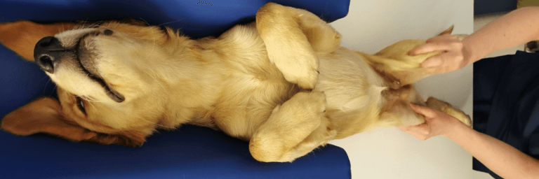 Visita preventiva per displasia dell'anca e del gomito nel cane 