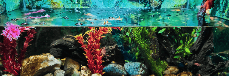 Quante piante in un acquario. – Acquari blog