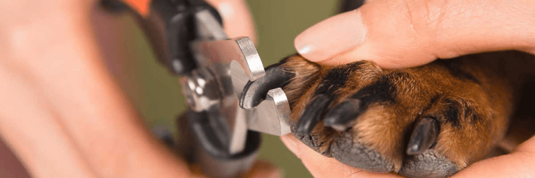 tagliare le unghie cane: cosa c'è da sapere