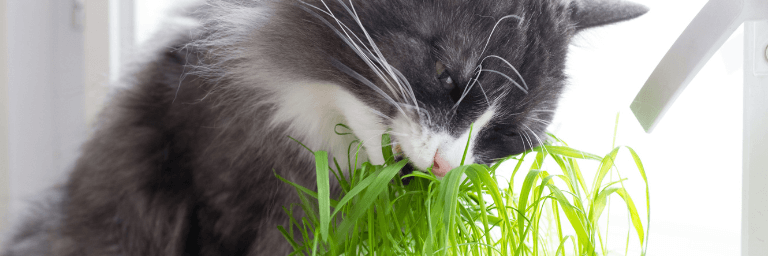I gatti mangiano l'erba per espellere boli di pelo 