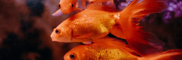 Il pesce rosso: cosa sapere?