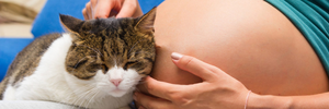 Il gatto e la toxoplasmosi
