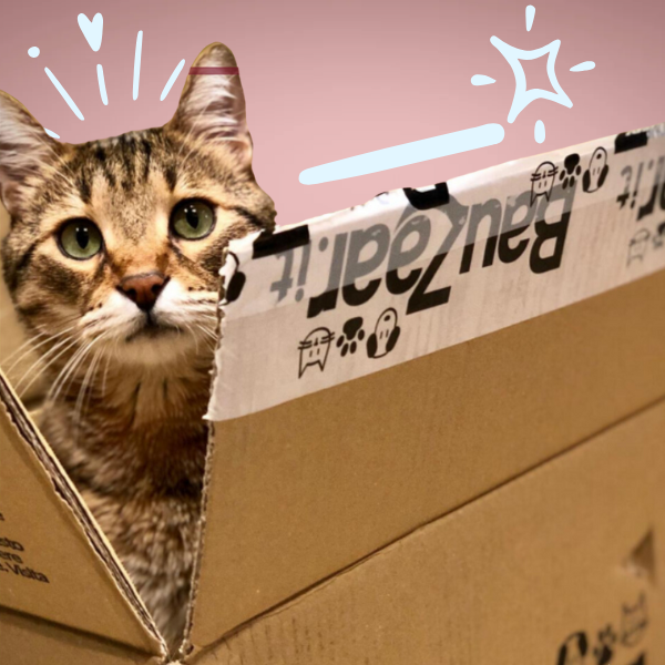 Kitten Bundle il necessario per gattini