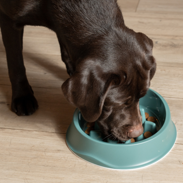 PETTOM Ciotola Slow Feeder Per Cani - Anti Ingozzamento, Con Ventose, In Silicone - Foto 13