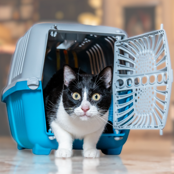 Trasportino Smart PetUp