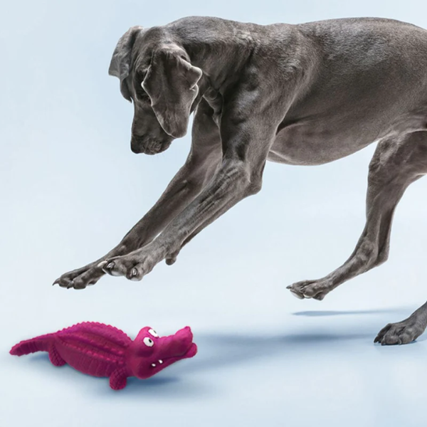 Gioco per cani in gomma naturale di cauciù Panton Croci colori assortiti - coccodrillo - 24 cm - Giochi per cani - 1° ORDINE? scegli lo sconto BZR5 / BZR20 + 200 punti fedeltà