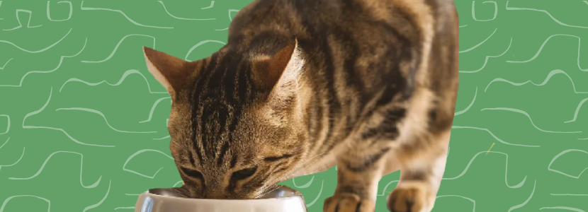 Cibo per gatti Cibo per gatti