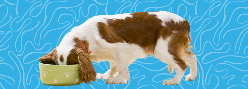 Cibo per cani Cibo per cani