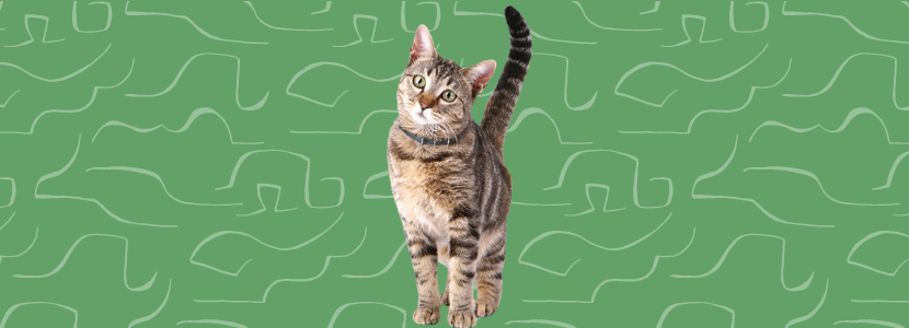 Prodotti per gatti Prodotti per gatti