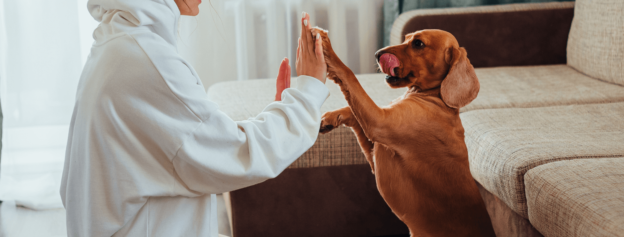 rapporto tra cane e padrone