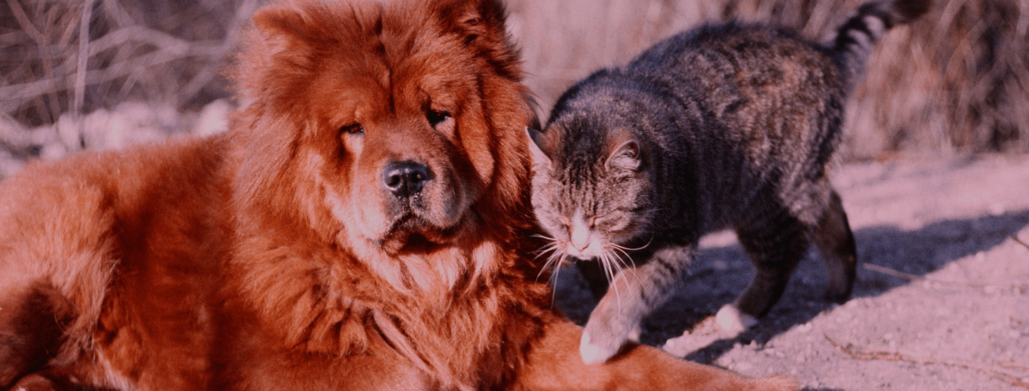 L'invecchiamento del cane e del gatto