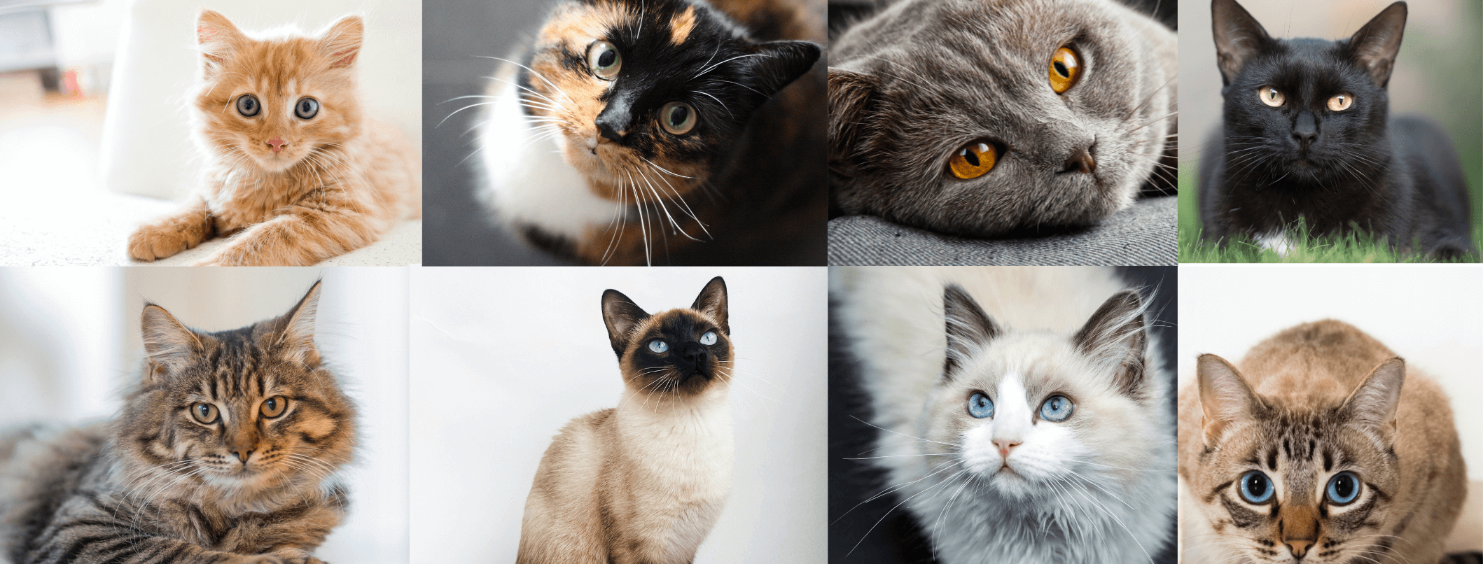 Giornata del Gatto il 17 febbraio