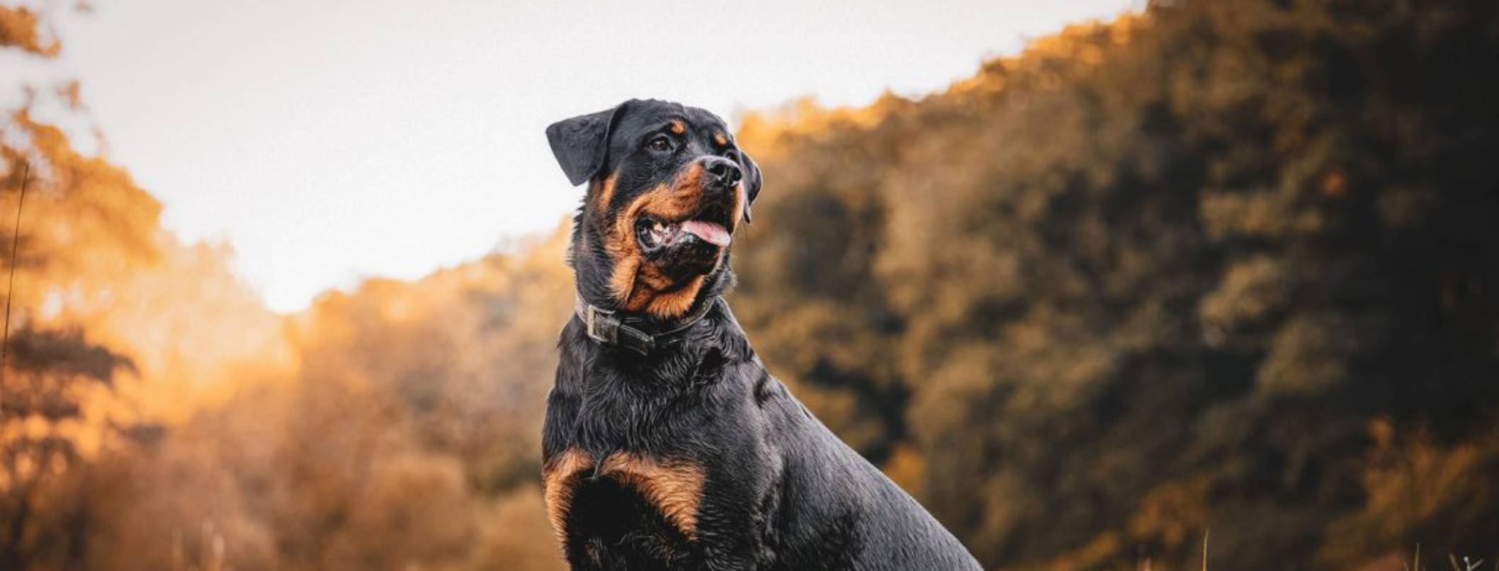 rottweiler comportamento e caratteristiche della razza canina