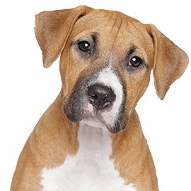 Prodotti per cane