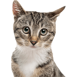Prodotti per gatto