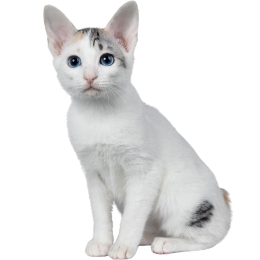 carnet kitten brand noti