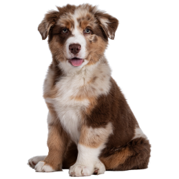 carnet puppy brand noti
