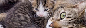 Cosa sapere sull'adozione di un gatto?