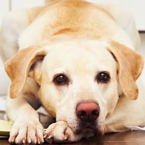 Ansia da separazione del cane: cosa fare?