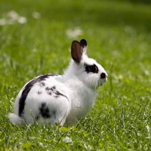 5 curiosità sui Conigli