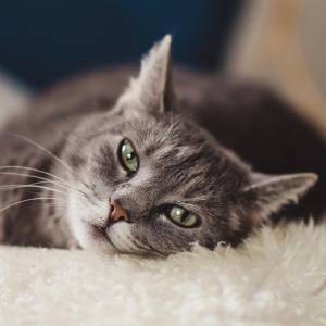 Cosa è l'allergia al gatto e come ridurla