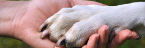 L'unghia rotta del cane